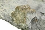 Rare, Fossil Ichthyosaur (T platyodon) Tooth in Situ - England #351034-4